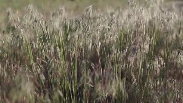 Natural Meadow Grass Slowly Swayed Wind Blow Beautiful Green Swaying — Stock Video