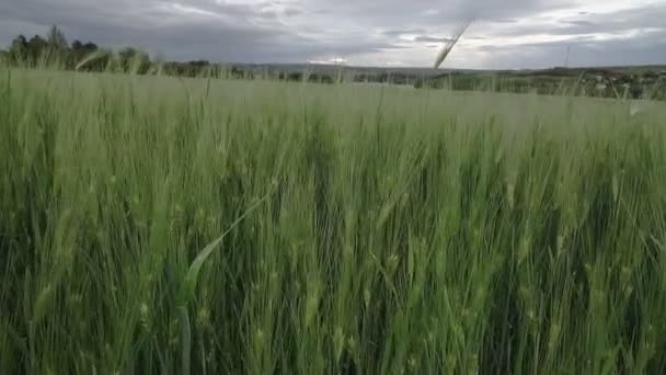 曇り空の背景を持つ夏には 若い手でライ麦や小麦を振ってフィールドに夕暮れのシーン 曇りの天気 — ストック動画