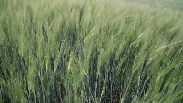 Close Young Green Wheat Swaying Light Breeze Farming Field — Αρχείο Βίντεο