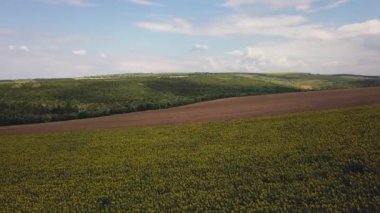 Mavi bulutsuz gökyüzü ile çiçeklenen sarı ayçiçeği tarlasının üzerinde uçan hava. Mavi gökyüzünün altındaki ayçiçeği tarlası beyaz kabarık bulutlar. Ekolojik konsept için harika dron fotoğrafı