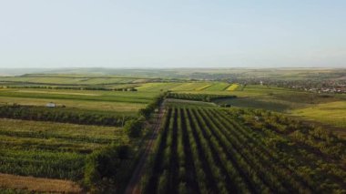 AERİAL. 4 bin. Gün batımında tarlaların üzerinden uçacağız. Gün batımında tarlaları ve ağaçları olan güzel bir manzara. Moldova 'nın yeri. Güneşli bir yaz akşamı, tarım ürünlerinden oluşan bir manzara..