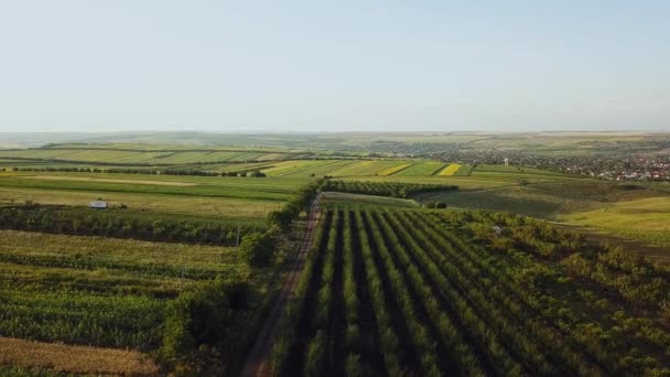 航空機だ 日没時に飛行します その日の日没時に畑や木々と美しい景色 モルドバの場所 晴れた夏の夜 農業作物のパノラマ — ストック動画