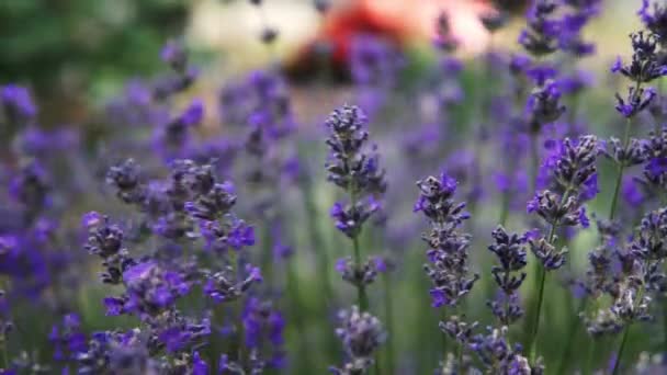 Arbustos Lavanda Floreciente Campo Primer Plano — Vídeo de stock