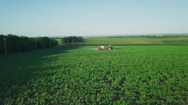 Aerial view. The tractor sprinkles the field with a sunflower. The sprayer processes the pesticide plantation helianthus plantation 4k video.