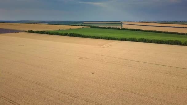 Campos Verdes Vista Aérea Antes Cosecha Verano — Vídeo de stock