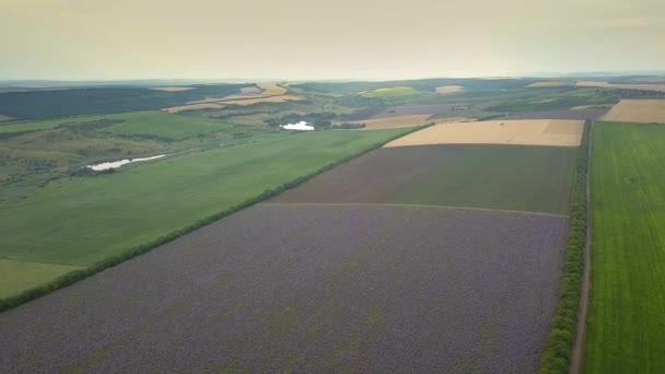 Aerial Lot Nad Polem Lawendowym Zachód Lub Wschód Słońca Krajobraz — Wideo stockowe