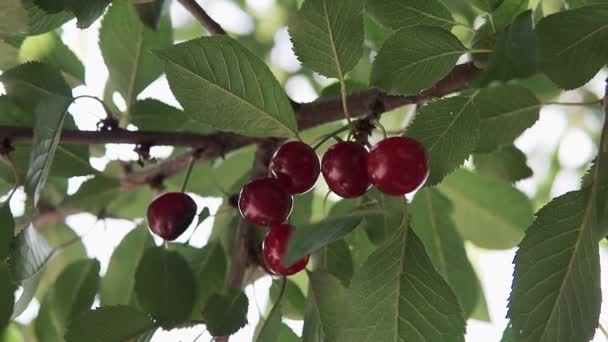 Rama Cerezo Agrio Rojo Con Par Sabrosas Frutas Viento Primer — Vídeo de stock