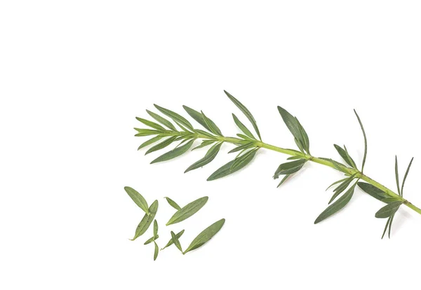 Świeże Zielone Rozmaryn Izolowane Białym Widok Góry Zioło Aromatyczne — Zdjęcie stockowe