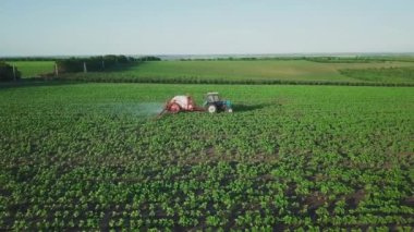 Aerial view. The tractor sprinkles the field with a sunflower. The sprayer processes the pesticide plantation helianthus plantation 4k video.
