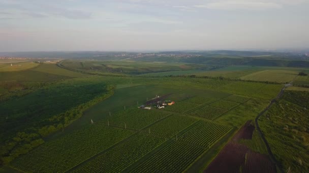 Lento Tiro Aéreo Voando Sobre Campo Verde Durante Pôr Sol — Vídeo de Stock