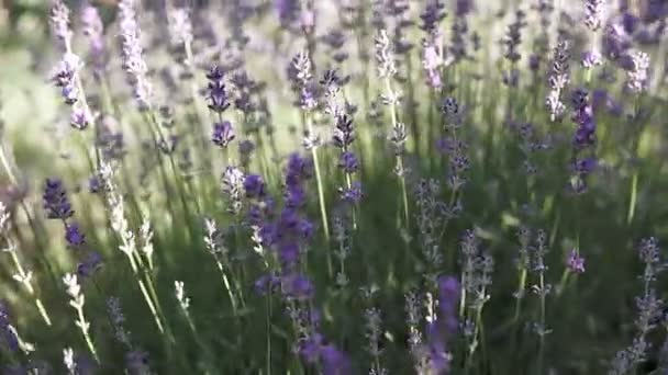 Arbustos Lavanda Floreciente Campo Primer Plano — Vídeo de stock