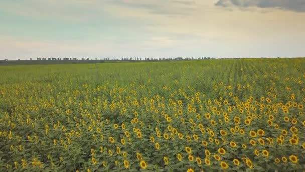 空中飛行青い雲のない空で黄色のひまわり畑を咲かせます 白いふわふわの雲が広がる青空の下 ひまわり畑 生態学的概念のための素晴らしいドローン写真 — ストック動画