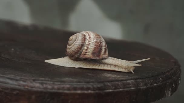 雨后湿湿的蜗牛爬在木制长椅上 — 图库视频影像