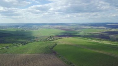 Çiçek açan kolza tohumu tarlasının üzerinden uçar, her yere sarı çiçekler dikilir..