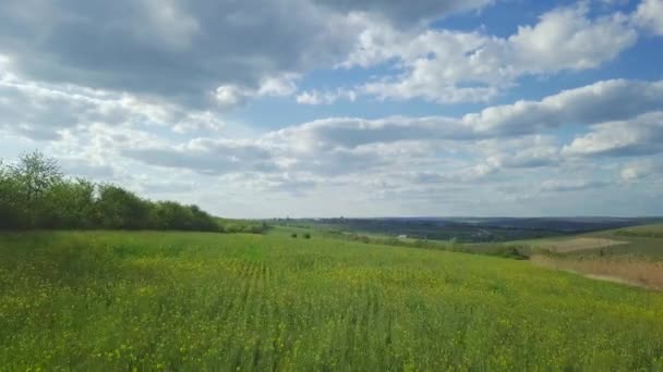 Flyg Över Ett Fält Blommande Raps Gula Blommor Planteras Över — Stockvideo