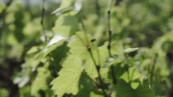 Молодые Листья Винограда Солнце — стоковое видео
