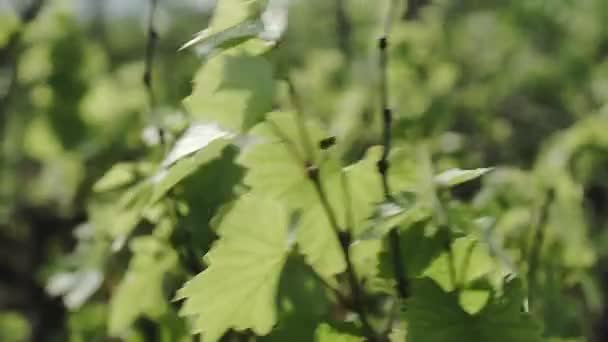 Folhas Jovens Uvas Luz Solar — Vídeo de Stock