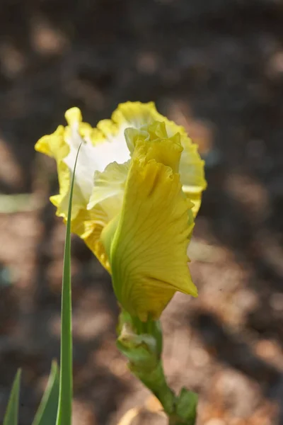 Żółty Kwiat Tęczówki Zielonym Tle — Zdjęcie stockowe