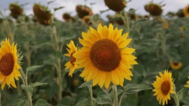 Ayçiçeği alanında. Yaz aylarında ayçiçeği ile güzel alanlar.
