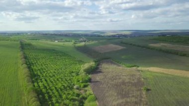 Çiçek açan kolza tohumu tarlasının üzerinden uçar, her yere sarı çiçekler dikilir..
