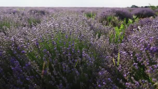 Des Buissons Lavande Fleurie Sur Champ Gros Plan — Video