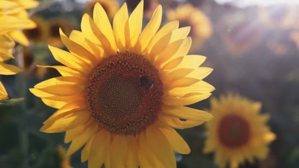 Соняшники Полі Красиві Поля Соняшниками Влітку — стокове відео