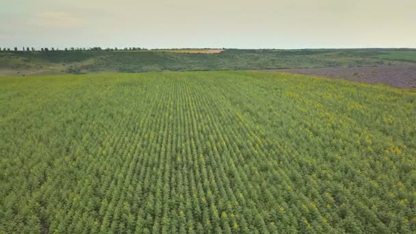 Volant au-dessus d'un champ de tournesols jaunes en fleurs avec un ciel bleu sans nuages. Champ de tournesols sous le ciel bleu avec des nuages blancs pelucheux. Magnifique photo de drone pour concept écologique