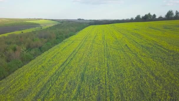 Vuelo Sobre Campo Colza Floreciente Flores Amarillas Plantan Todo Campo — Vídeo de stock