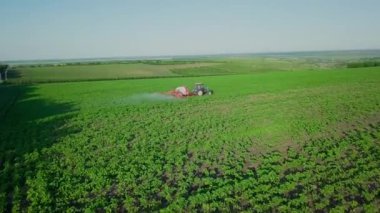 Aerial view. The tractor sprinkles the field with a sunflower. The sprayer processes the pesticide plantation helianthus plantation 4k video.