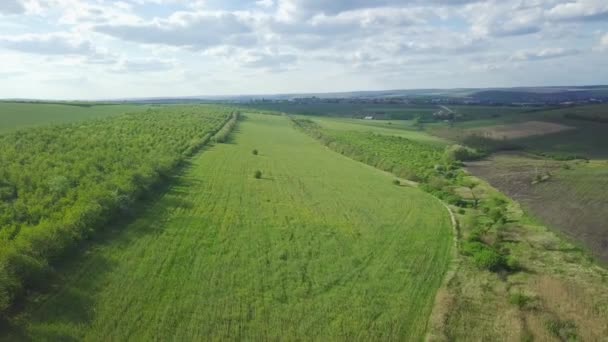 Letí Nad Rozkvetlým Polem Řepky Žluté Květy Jsou Zasazeny Celém — Stock video