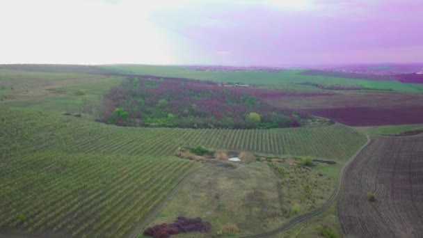 带有果园的种植园的空中录像 — 图库视频影像
