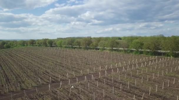 Vuelo Aéreo Sobre Las Hileras Viñedos Primavera Naturaleza Uva — Vídeos de Stock