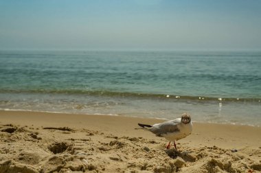 Deniz kıyısına karşı martı portresi. Sahilde oturan beyaz kuş martısının yakın görüntüsü. Doğal su ve kum arka planına sahip vahşi martı..