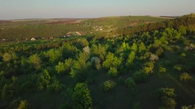 Açık ve güneşli bir havada, orman ve tarla üzerinde bir uçuş.