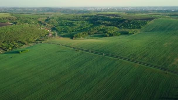 Flug Über Ein Grünes Feld Mit Jungen Getreidepflanzen Landwirtschaftliche Landschaft — Stockvideo