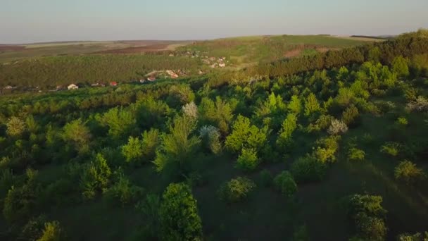 Vuelo Aéreo Claro Tiempo Soleado Sobre Bosque Campo — Vídeo de stock