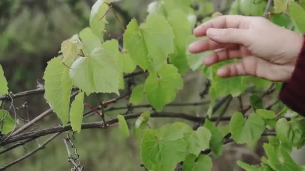 Жінка Вибирає Молоді Листя Винограду — стокове відео