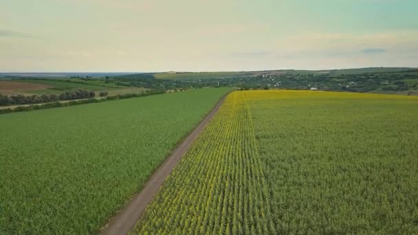 Voando Aéreo Sobre Florescendo Campo Girassóis Amarelos Com Céu Azul — Vídeo de Stock