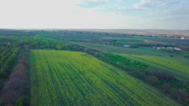 Letí Nad Rozkvetlým Polem Řepky Žluté Květy Jsou Zasazeny Celém — Stock video