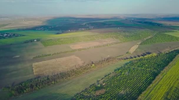 果樹園とプランテーションの空中ビデオ — ストック動画