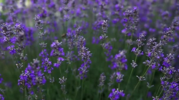 Virágzó Levendula Bokrok Pályán Közelkép — Stock videók