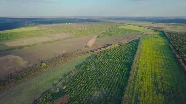 Luchtfoto Van Plantages Met Boomgaarden — Stockvideo