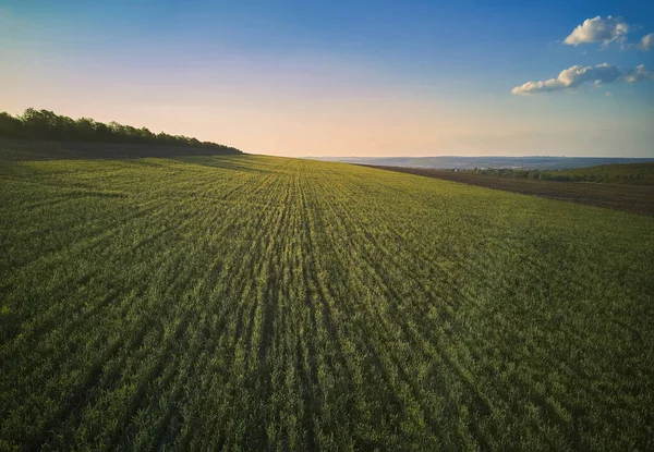 Vista aérea desde el dron, una vista de pájaro al bosque con plantaciones verdes — Foto de Stock