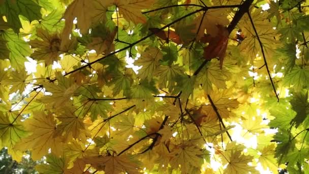 Κίτρινα Φύλλα Σφενδάμου Φθινοπώρου Κοντά Και Απαλή Εστίαση — Αρχείο Βίντεο