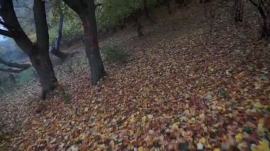 POV Doğal Orman Dağları sisli ve sisli uzun ağaçlar. Derin, sisli, gizemli bir ormanın sabit görüntüsü..