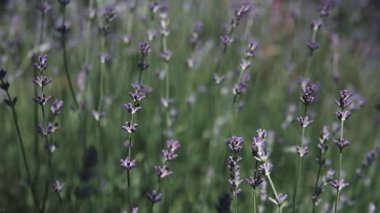 Sahada çiçek açan lavantalar var. Yakın plan..