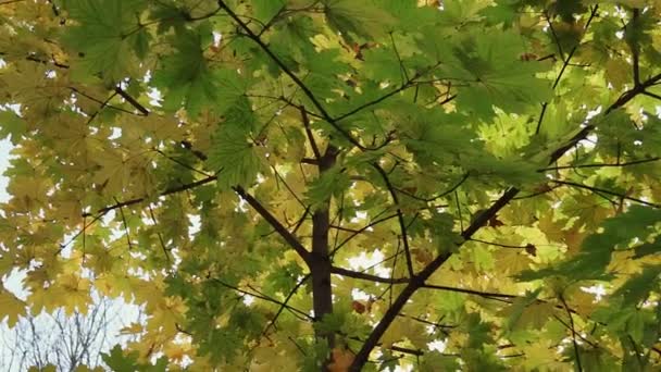 Желтые Осенние Кленовые Листья Крупным Планом Мягким Фокусом — стоковое видео