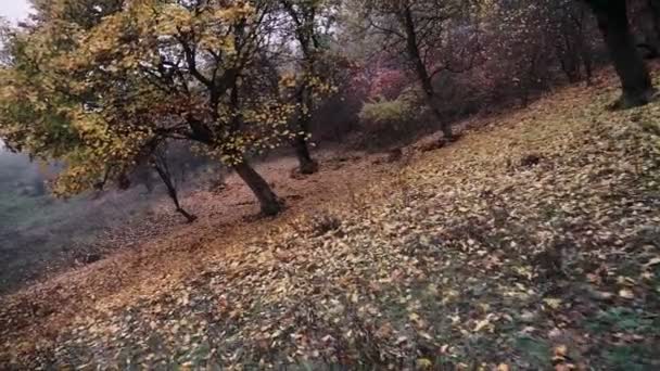 Pov Bosque Natural Montaña Árboles Altos Niebla Niebla Steadicam Disparo — Vídeo de stock