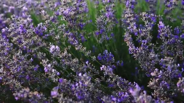 Bloeiende Lavendelstruiken Het Veld Close — Stockvideo