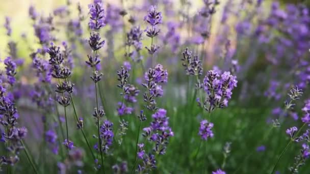 Buskar Med Blommande Lavendel Fältet Närbild — Stockvideo